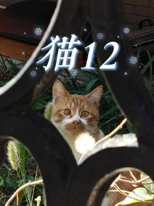 猫12小时不给吃喝可以吗